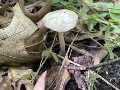 Cuphophyllus virgineus