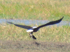 Haliaeetus vocifer