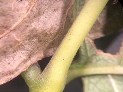 Fraxinus biltmoreana