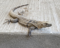 Ctenosaura hemilopha