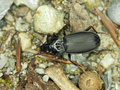 Pterostichus niger
