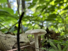 Cuphophyllus virgineus