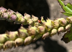 Podisus maculiventris