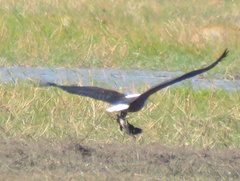 Haliaeetus vocifer