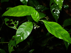 Psychotria pullei