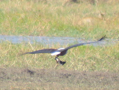 Haliaeetus vocifer