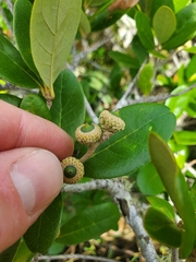 Quercus virginiana