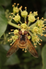 Volucella inanis