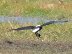 Haliaeetus vocifer