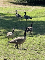 Branta canadensis