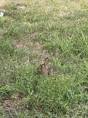 Sylvilagus floridanus