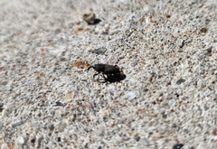 Sphenophorus parvulus