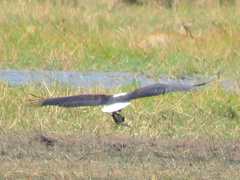 Haliaeetus vocifer