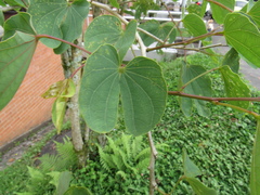 Bauhinia variegata