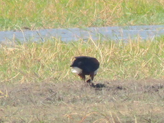 Haliaeetus vocifer