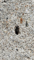 Sphenophorus parvulus