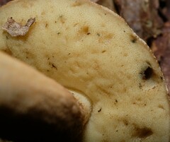 Leccinellum rugosiceps