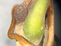 Fraxinus biltmoreana