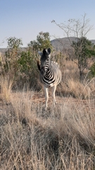 Equus quagga