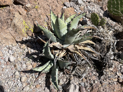 Agave cerulata