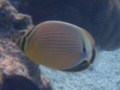 Chaetodon lunulatus