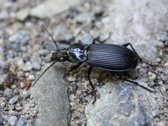 Pterostichus niger