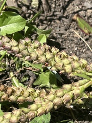 Podisus maculiventris