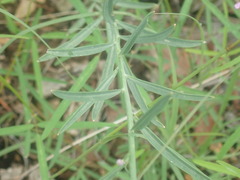Hesperidanthus linearifolius