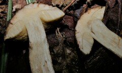 Leccinellum rugosiceps