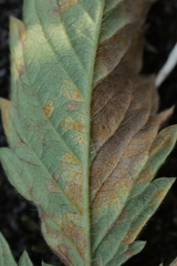 Quasipucciniastrum ochraceum