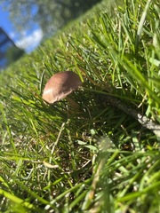 Conocybe tenera