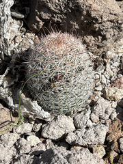 Mammillaria dioica
