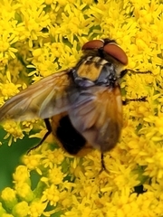 Phasia aurigera