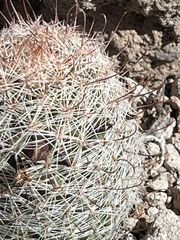Mammillaria dioica