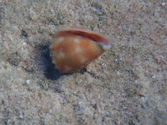 Conus miliaris