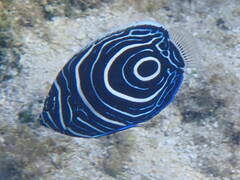 Pomacanthus imperator