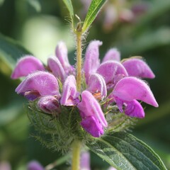 Phlomis herba-venti