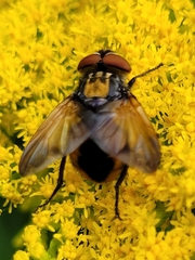 Phasia aurigera