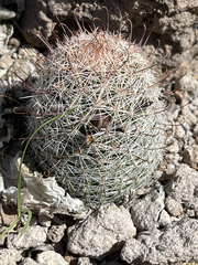 Mammillaria dioica