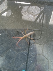 Protenor belfragei