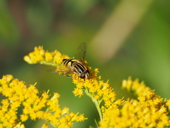 Helophilus trivittatus