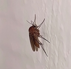 Diptera