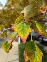 Acer rubrum