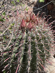 Ferocactus peninsulae