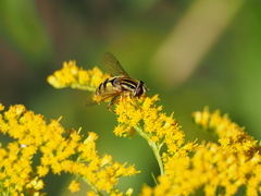 Helophilus trivittatus