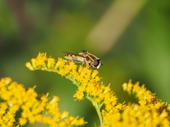 Helophilus trivittatus