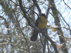 Agelasticus cyanopus