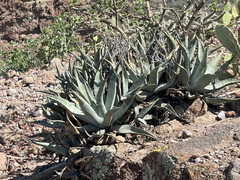 Agave cerulata