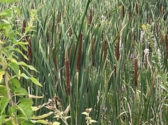Typha angustifolia