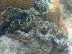 Tridacna